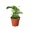 Syngonium Roxanna