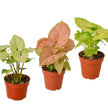3 Different Syngonium Plants - Arrowhead Plants / 4