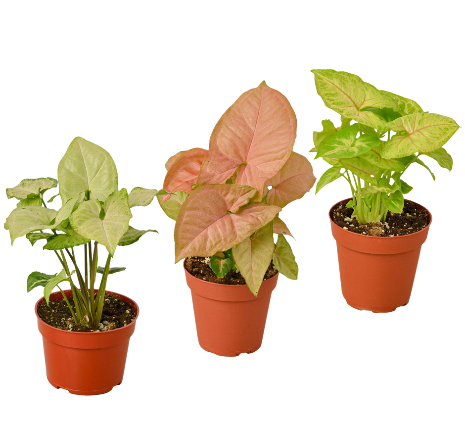 3 Different Syngonium Plants - Arrowhead Plants / 4