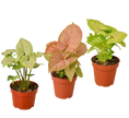 3 Different Syngonium Plants - Arrowhead Plants / 4
