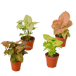 4 Different Syngonium Plants - Arrowhead Plants / 4