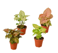 4 Different Syngonium Plants - Arrowhead Plants / 4