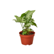 Syngonium White Butterfly