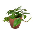 Philodendron Cordatum Heartleaf | Easy Care Climbing Houseplant | House Plant Shop