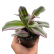Tradescantia 'Nanouk'