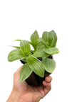 Tradescantia 'Sanna'