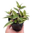 Tradescantia 'Tricolor'