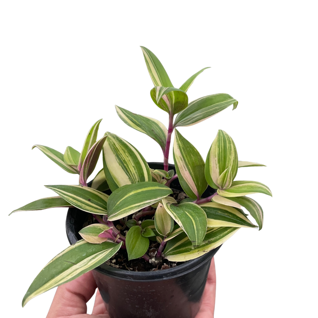 Tradescantia 'Tricolor'