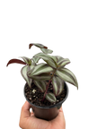 Tradescantia Zebrina 'Wandering Dude'