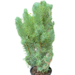 Blue Pine Trees