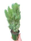 Blue Pine Trees