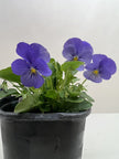 Viola