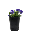 Viola