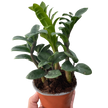 Zamioculcas zamiifolia 'Zenzi'