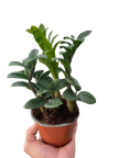 Zamioculcas zamiifolia 'Zenzi'