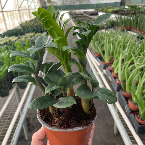 Zamioculcas zamiifolia 'Zenzi'