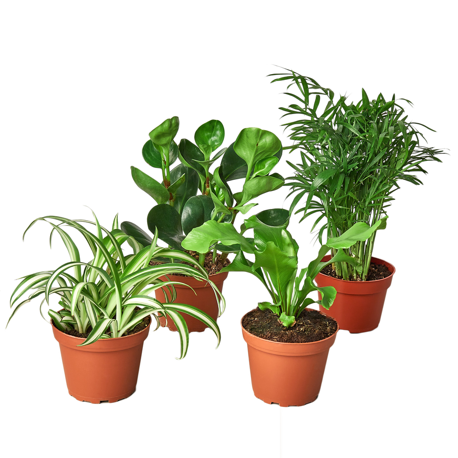 Pet Friendly Variety Bundle