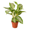 Chinese Evergreen 'Silver Bay'