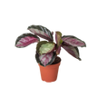 Calathea roseopicta 'Silvia'