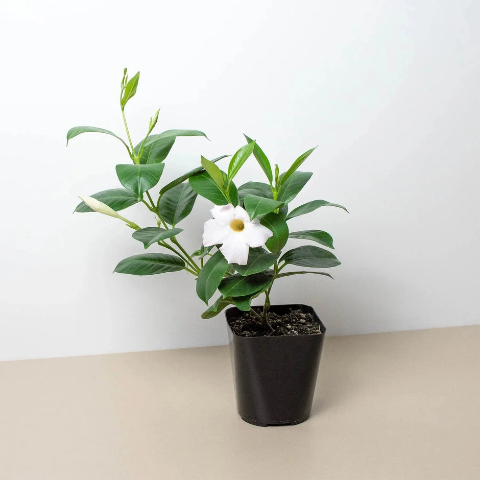 Dipladenia Premier Hot Pink