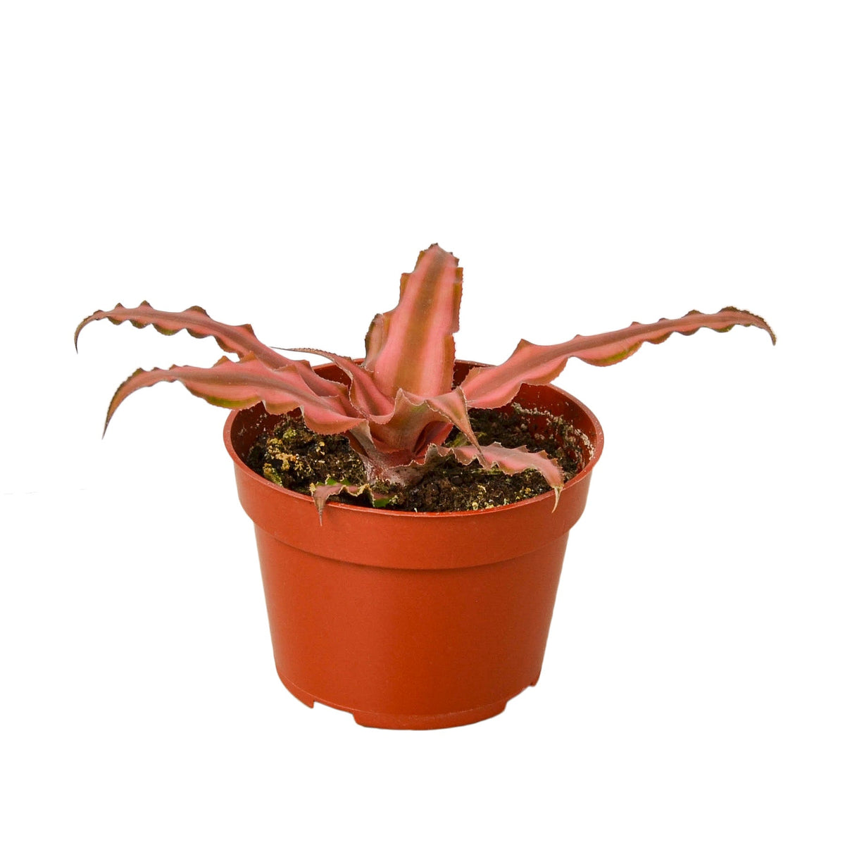 Cryptanthus 'Pink Star' - 4