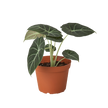Alocasia Reginula 'Black Velvet'