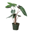 Alocasia Pink Dragon