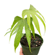 Anthurium Fingers