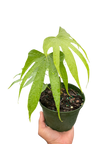 Anthurium Fingers