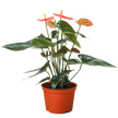 Anthurium 'Orange'