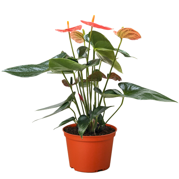 Anthurium 'Orange'