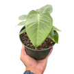 Anthurium 'Veitchii'
