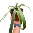 Anthurium 'Vittarifolium' | Rare Tropical Epiphyte with Pendant Leaves | House Plant Shop