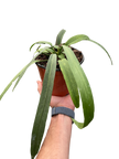 Anthurium 'Vittarifolium' | Rare Tropical Epiphyte with Pendant Leaves | House Plant Shop