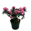 Azalea (Rhododendron)