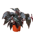 Begonia 'Black Magic'