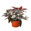 Begonia 'Corallina'