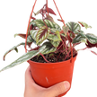 Begonia Rex Vine - 6