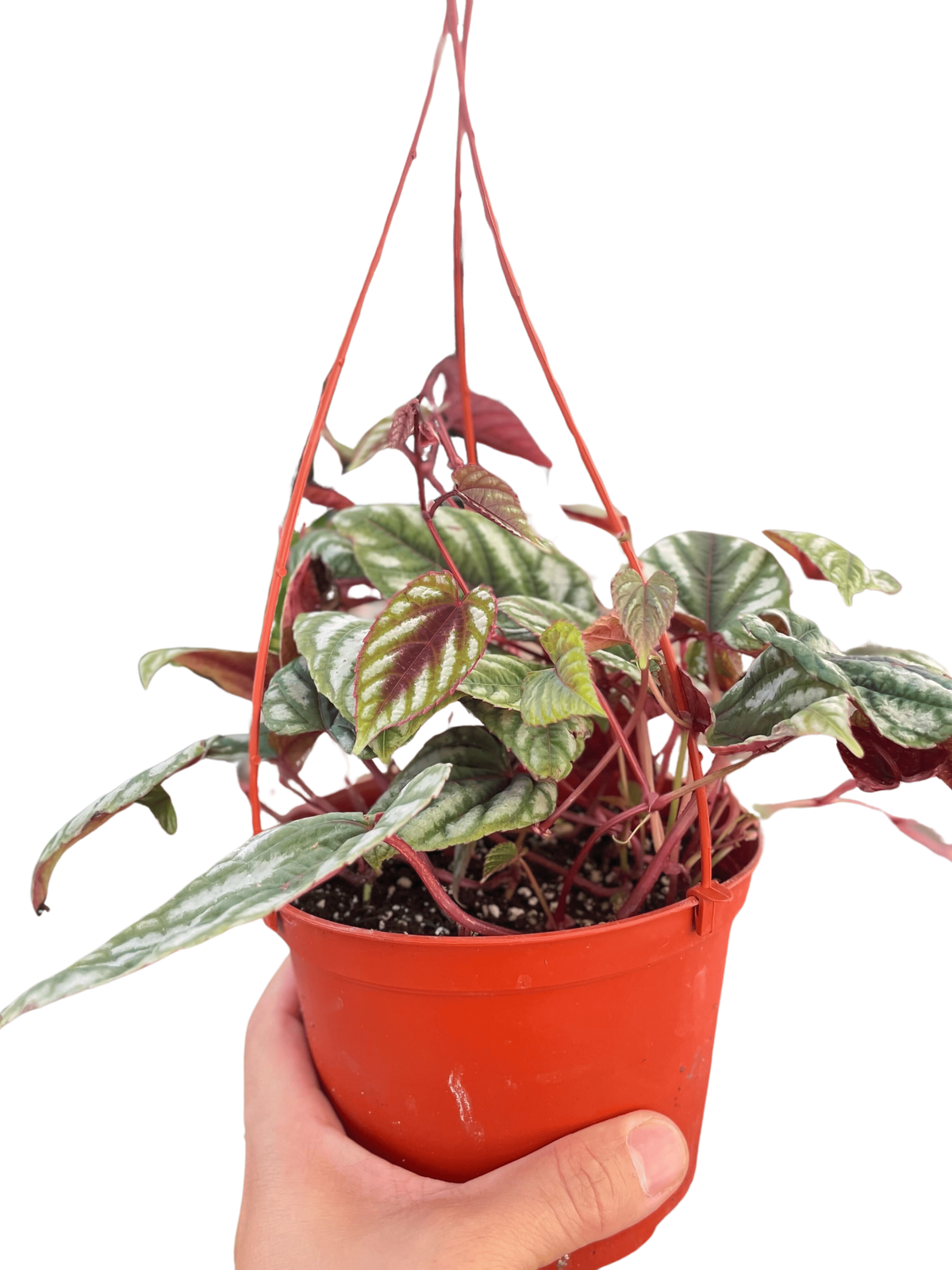 Begonia Rex Vine - 6