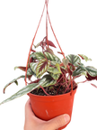 Begonia Rex Vine - 6