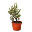 Bonsai Jade Dwarf Rainbow