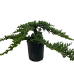 Bonsai Juniper