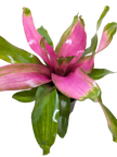 Bromeliad Donna | Pink Flowering Tropical Plant | House Plant Shop