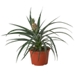 Bromeliad 'Yellow Pineapple' - 6