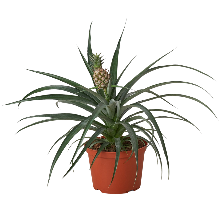 Bromeliad 'Yellow Pineapple' - 6