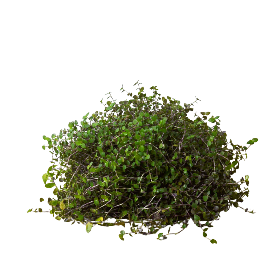Calasia Repens