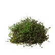 Calasia Repens