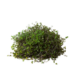 Calasia Repens