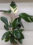 Calathea Princess Dalya | Pink & Purple Prayer Plant | House Plant Shop