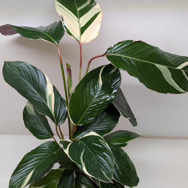 Calathea Princess Dalya | Pink & Purple Prayer Plant | House Plant Shop